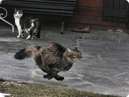 Movement speed